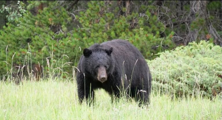 Animals That Eat Berries