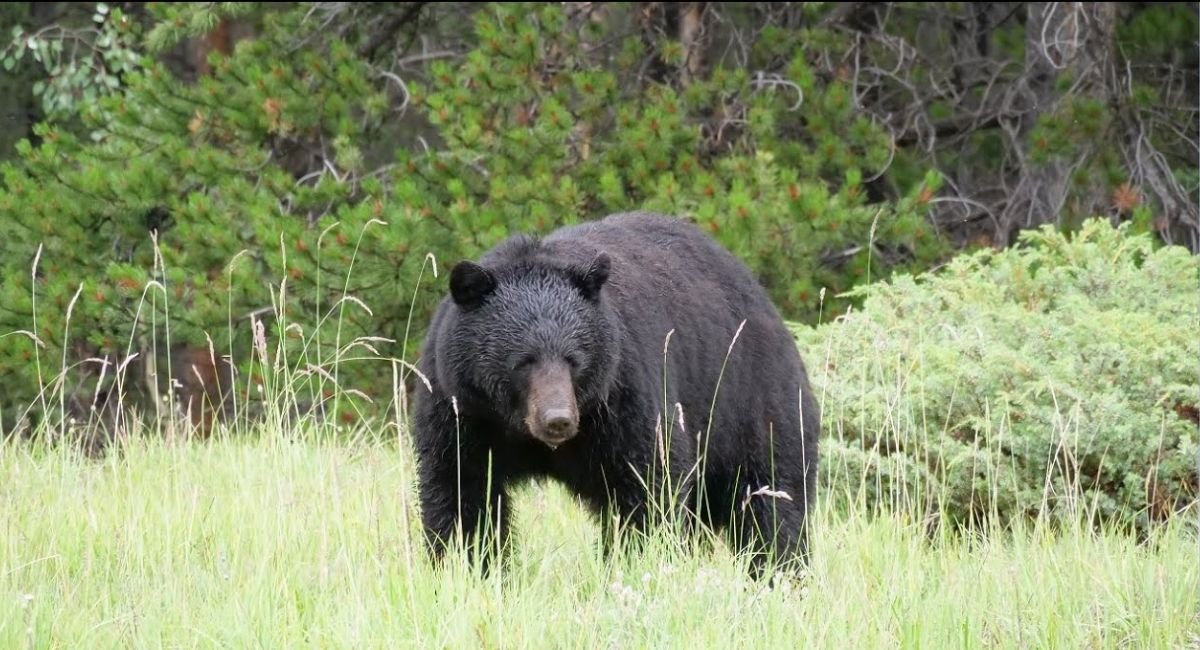 Animals That Eat Berries