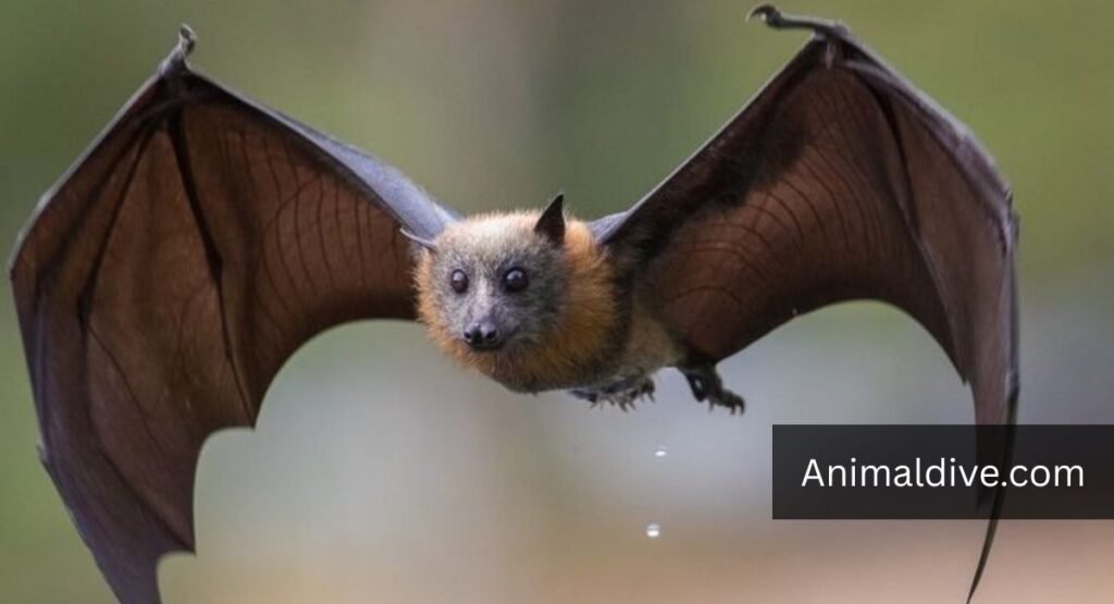 Animals That Eat Blueberries