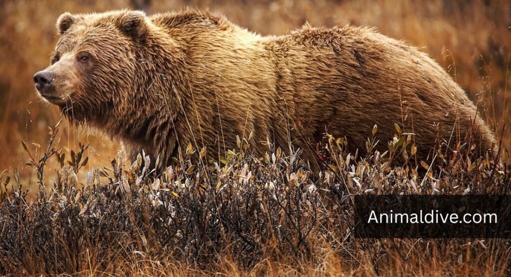Animals That Eat Blueberries In The Wild