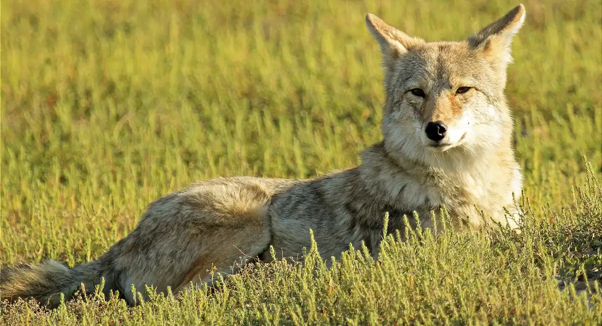 Animals That Eat Rabbits