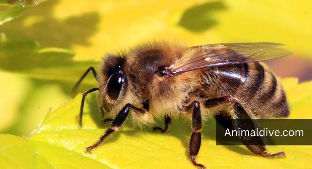 Animals That Feed On Berries