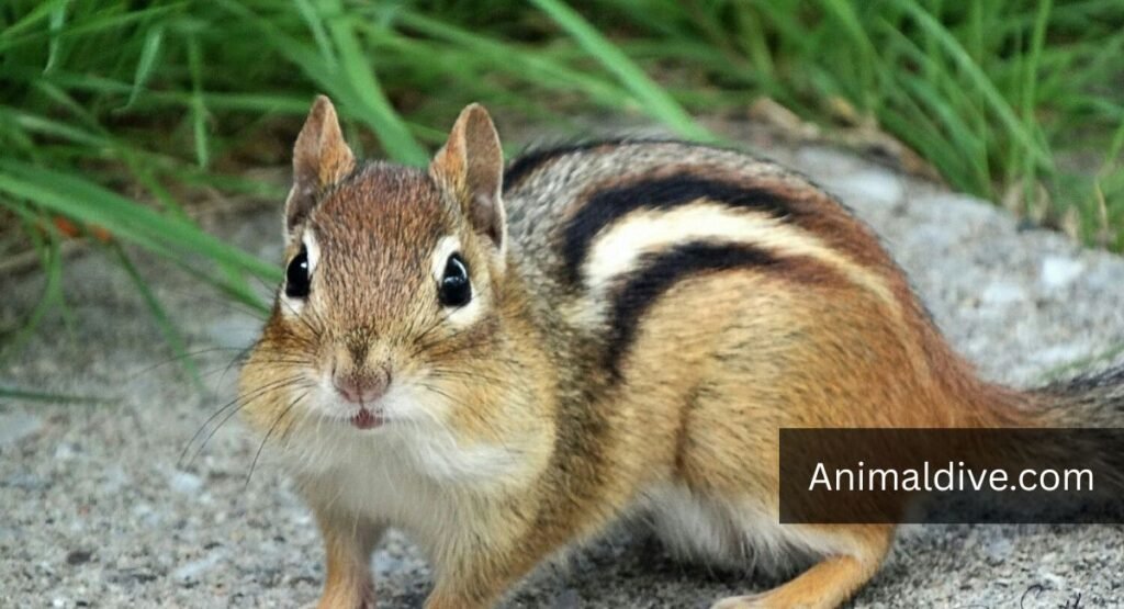 Animals That Forage For Berries