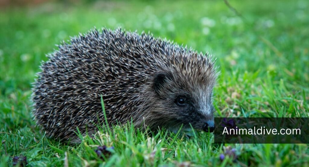 Animals That Help Spread Berry Seeds