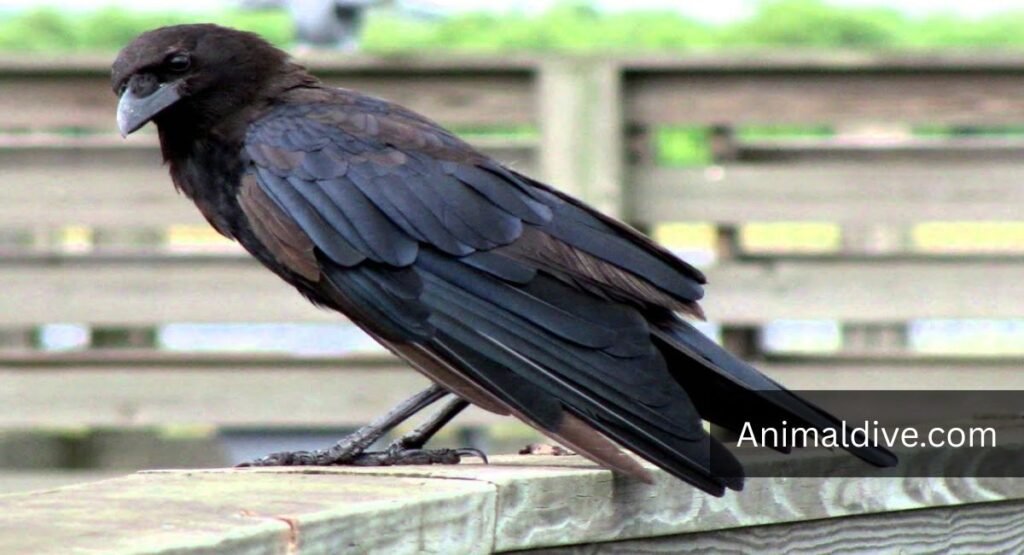 Animals That Survive On Berries