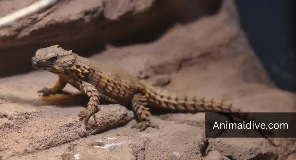 Armadillo Girdled Lizard dragon-lookalike