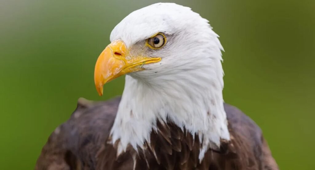 Bald Eagle Scavenging
