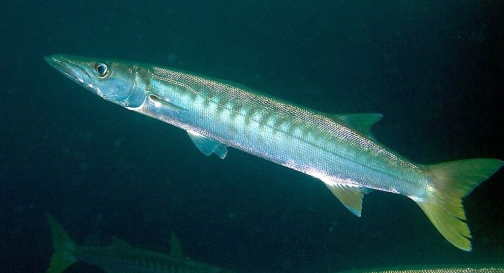 Barracuda Attacks