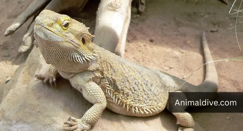 Bearded Dragon Lizard lookalike dragon