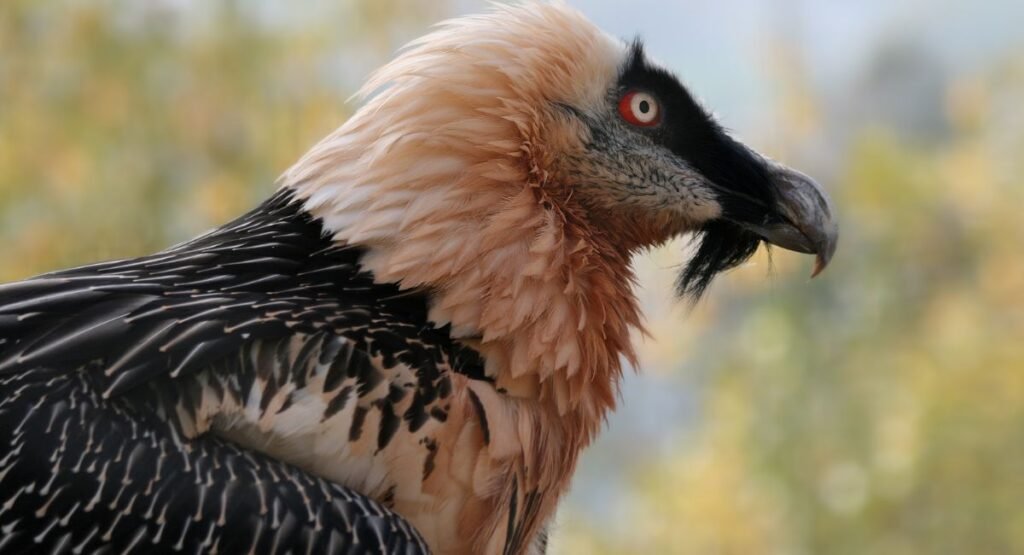Bearded Vulture Bone Drop