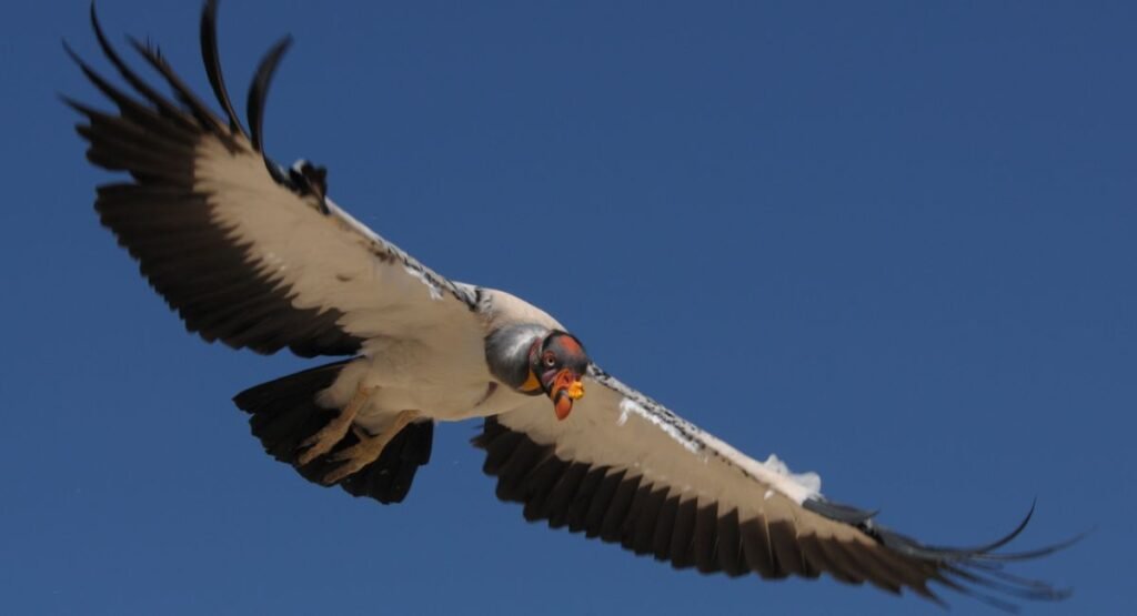 Birds That Eat Dead Animals