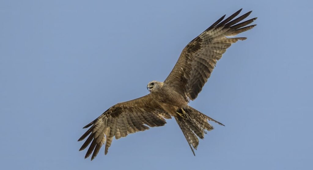 Black Kite In Flight