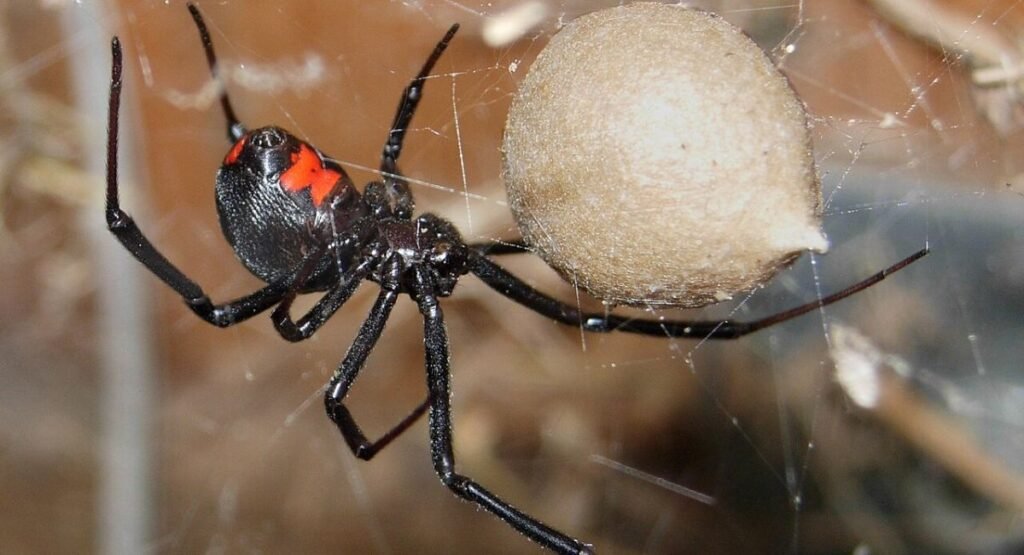 Black Widow Spider Bite