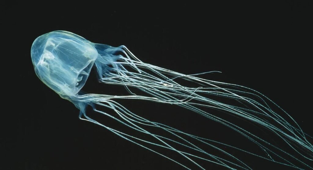 Box Jellyfish In Puerto Rico
