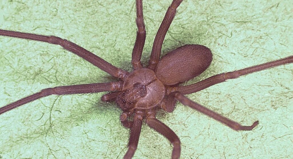 Brown Recluse Spider Bite