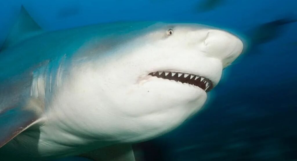 Bull Sharks In Puerto Rico