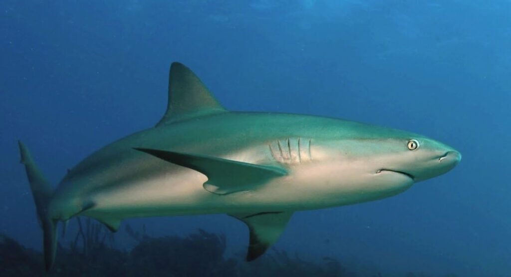 Caribbean Reef Shark Facts