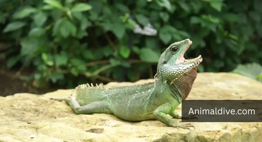 Chinese Water Lizard lookalike dragon