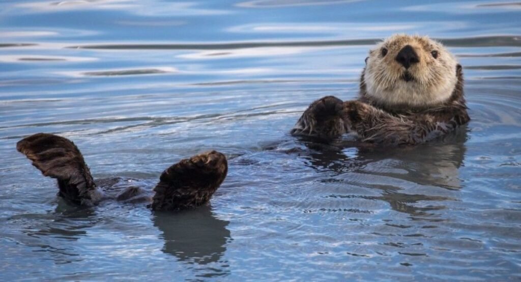 Clean Animals With Good Hygiene