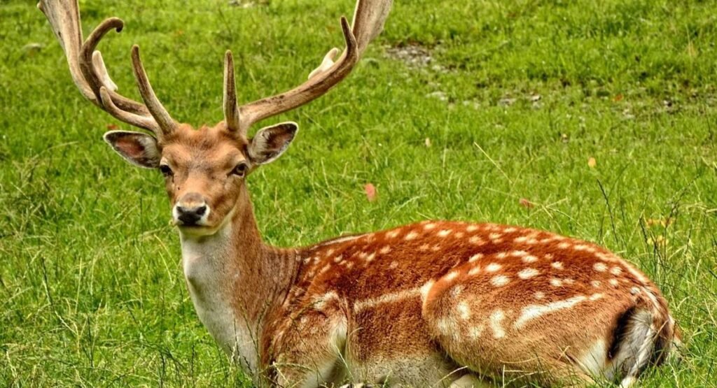 Cleanest Wildlife Animals