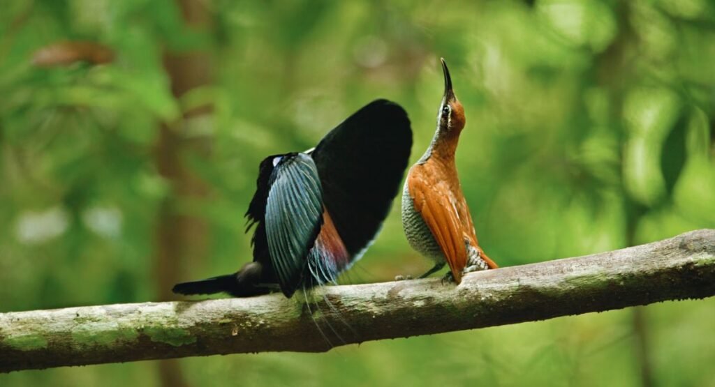 Cleanest bird