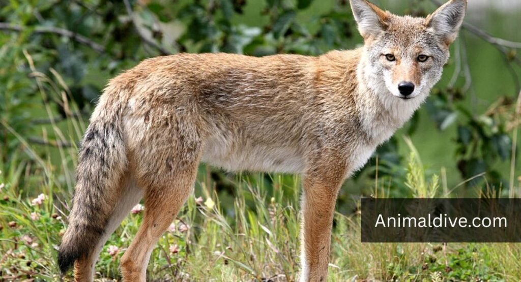 Common Animals That Eat Berries