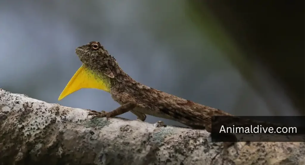 Common Flying Lizard lookalike dragon