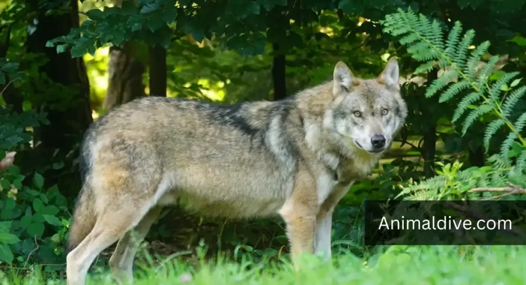 Common Rabbit Predators