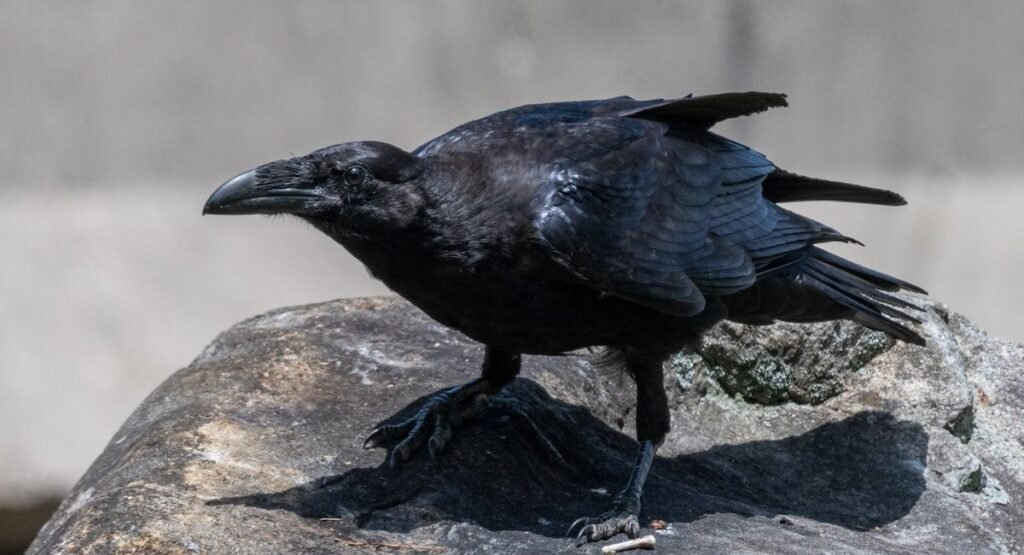 Common Raven Portrait