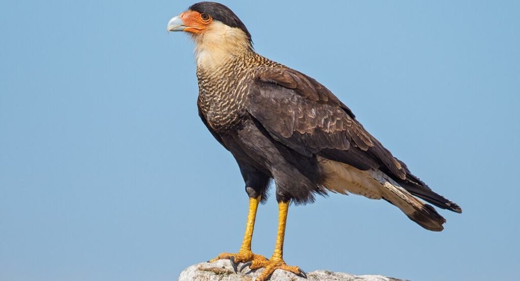 Crested Caracara Perched