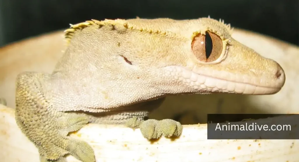 Crested Gecko Lizard lookalike dragon