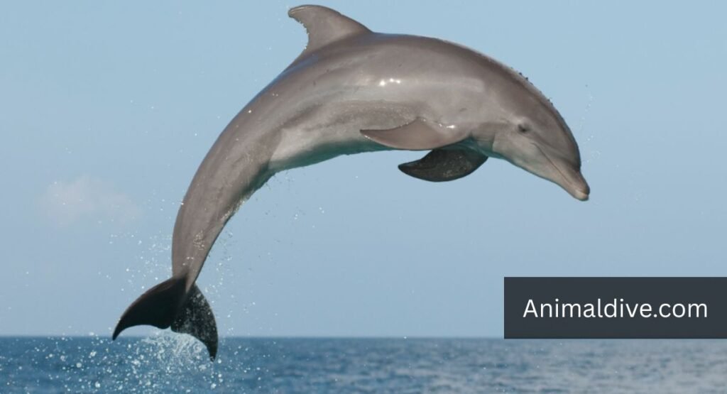 Dolphin with down syndrome