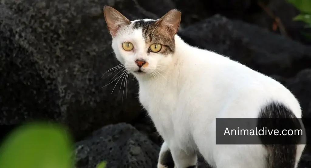 Domestic Cat (Feral Cat) Rabbit Predators