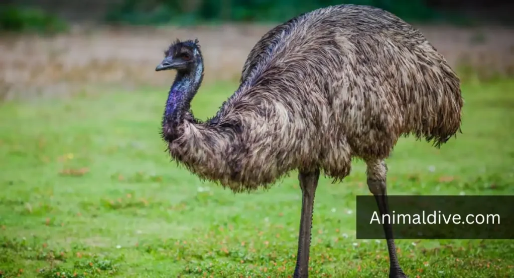 Dumbest Animals