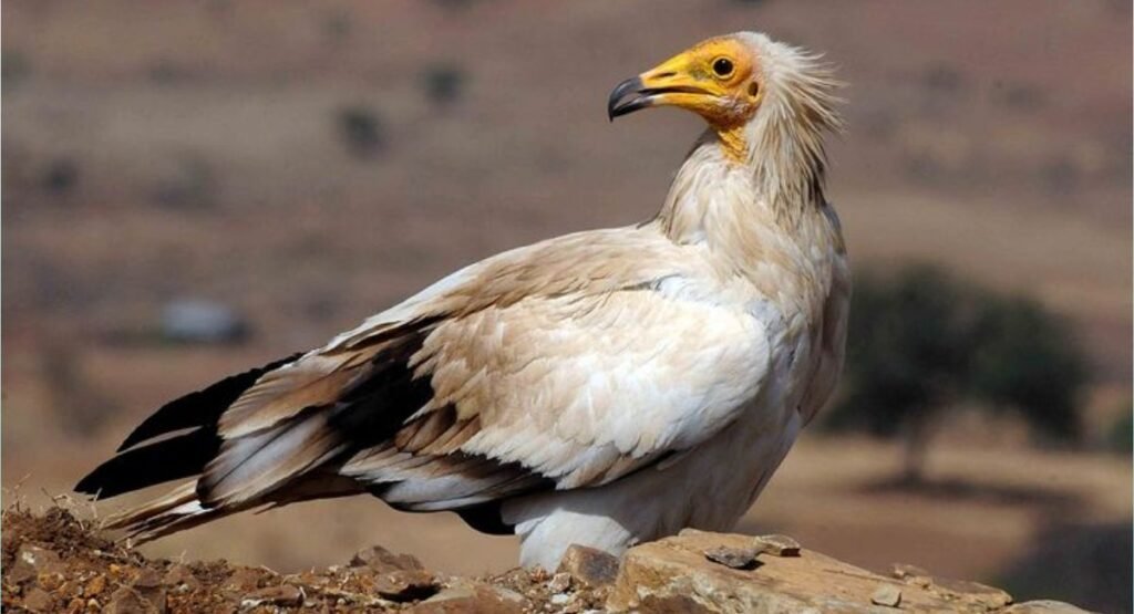 Egyptian Vulture Carrion
