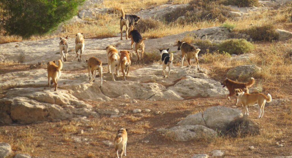 Feral Dog Attacks