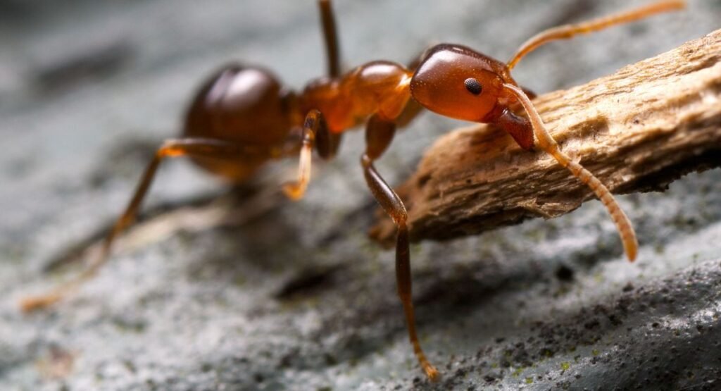 Fire Ant Bites