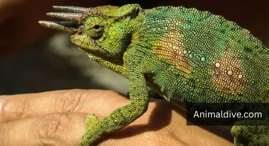Four-Horned Chameleon Lizard lookalike dragon