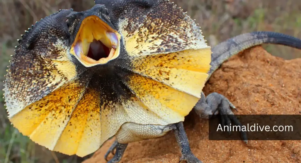Frilled Lizard lookalike dragon