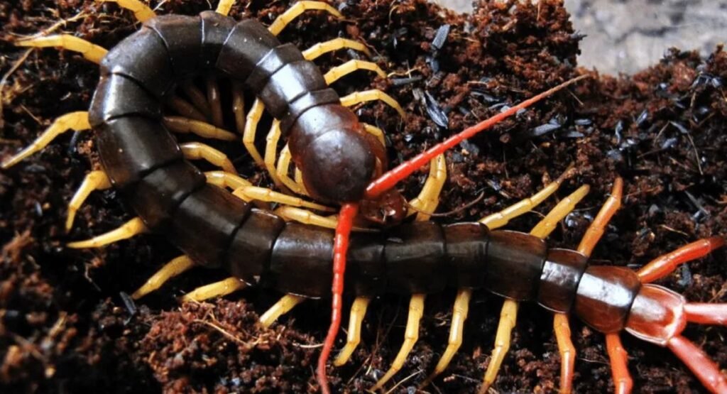 Giant Centipede Bite