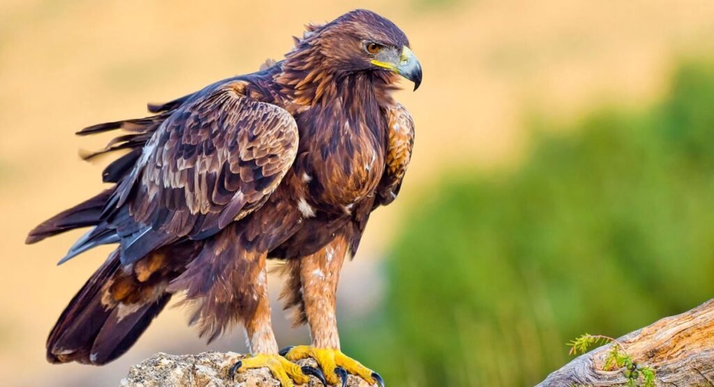 Golden Eagle Feeding