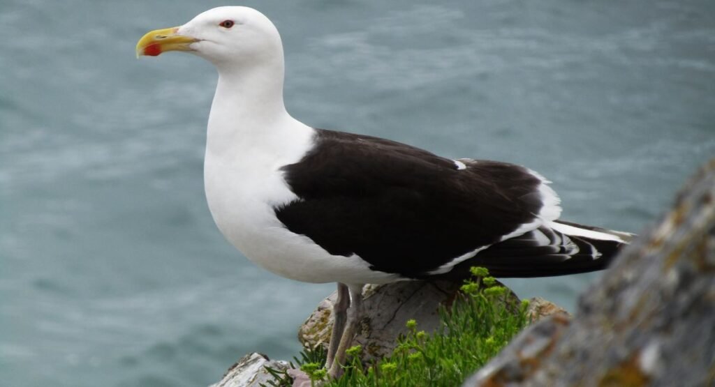 Great Black-backed Gull Shoreline