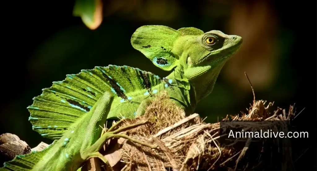 Green Basilisk Lizard lookalike dragon