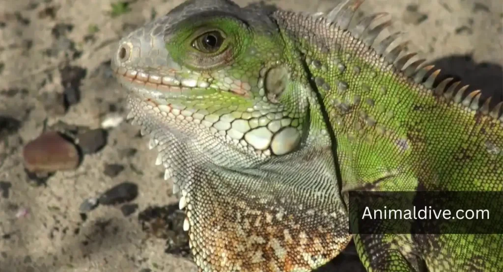 Green Iguana Lizard lookalike dragon