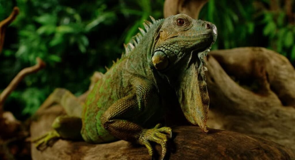 Green Iguanas In Puerto Rico