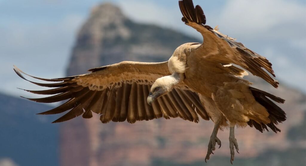 Griffon Vulture Flock