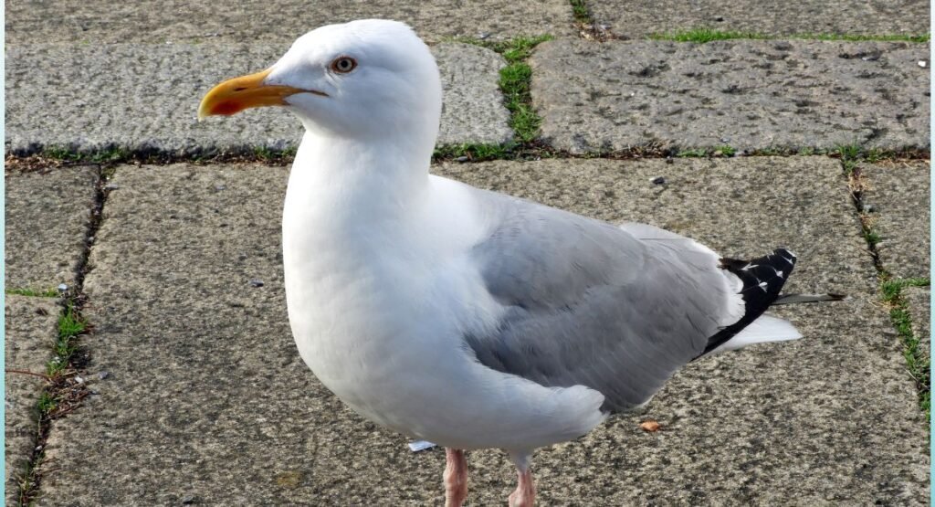 Herring Gull Coastal Feeding