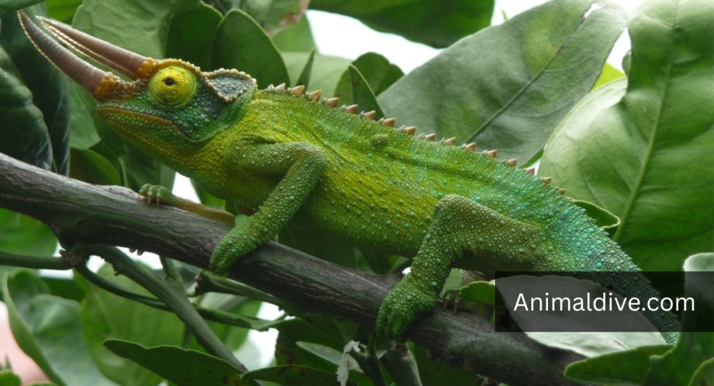 Jackson's Chameleon Lizard lookalike dragon