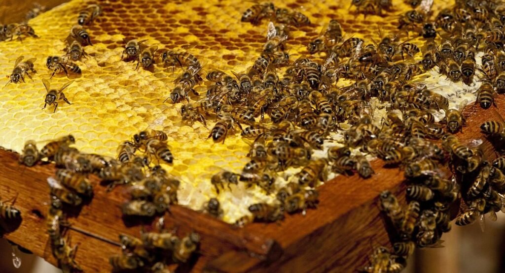 Killer Bees In Puerto Rico