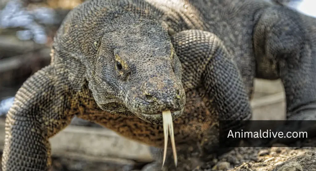 Komodo Lizard lookalike dragon